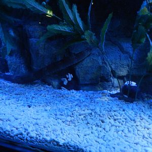 Pipefish at SEA LIFE Scarborough - 26/08/2012