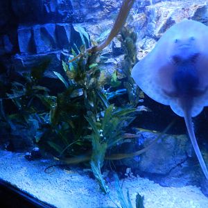 Pipefish Tank at SEA LIFE Scarborough - 26/08/2012