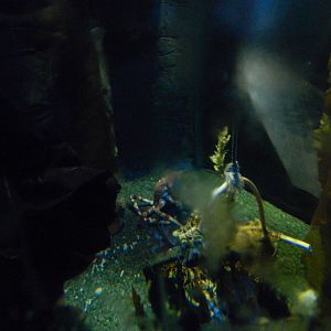 Japanese Giant Crabs at SEA LIFE Scarborough - 26/08/2012