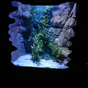 Seahorse Tank at SEA LIFE Scarborough - 26/08/2012