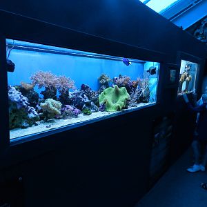 Small Reef Displays at SEA LIFE Scarborough - 26/08/2012
