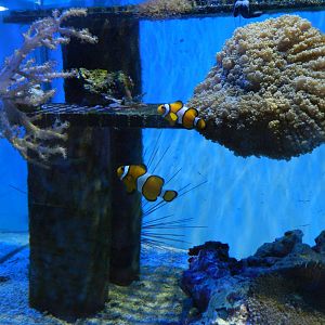 Clownfish at SEA LIFE Scarborough - 26/08/2012