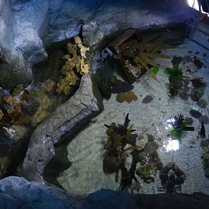 Rocky Pool at SEA LIFE Scarborough - 26/08/2012