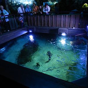 Ocean Tank at SEA LIFE Scarborough - 26/08/2012