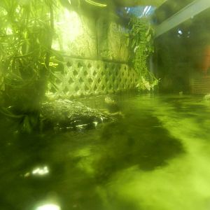 Terrapins at SEA LIFE Scarborough - 26/08/2012