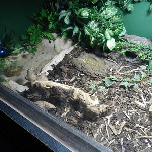 Turtle at SEA LIFE Scarborough - 26/08/2012