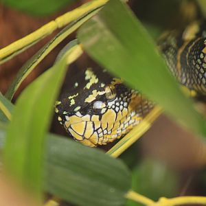 Wagler's temple pitviper closeup