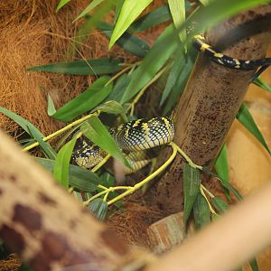 Wagler's temple pitviper