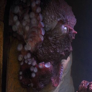 Giant pacific octopus