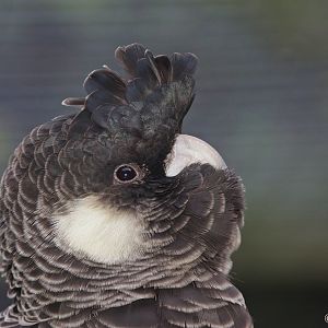 Short-billed Black-cockatoo - adult female