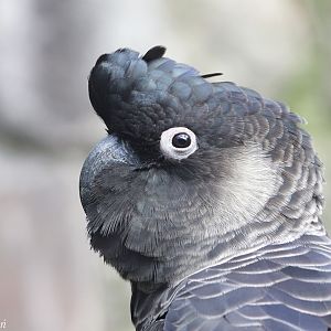 Short-billed Black-cockatoo - adult male