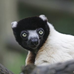 Crowned sifaka