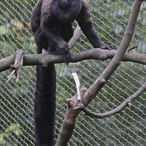 Red-backed bearded saki (Chiropotes chiropotes)