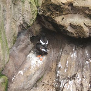 Pigeon Guillemots