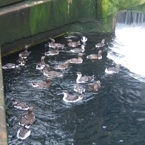 Common Guillemots