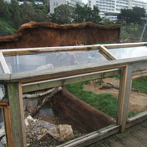 View of Otter enclosure