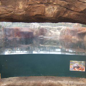 View of Otter enclosure