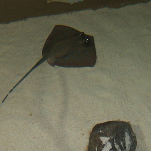 Blue-spotted Stingray