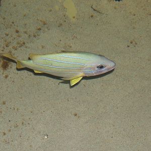 Common Blue Stripe Snapper