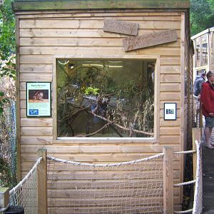 View of Eastern Pygmy Marmoset House