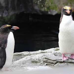 Macaroni penguins