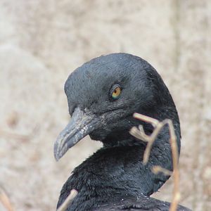 Bank cormorant