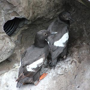 Pigeon guillemots