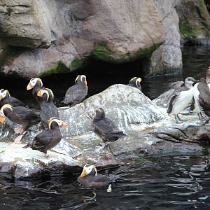 Tufted puffins and Common guillemots