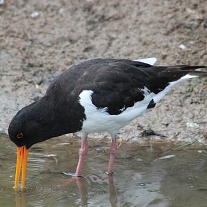 Eurasian oystercatcher