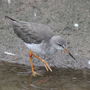 Common redshank
