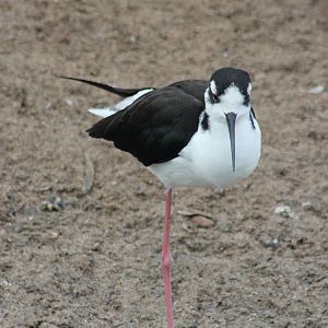 Black-necked stilt
