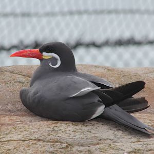 Inca tern