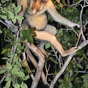 Proboscis monkey model