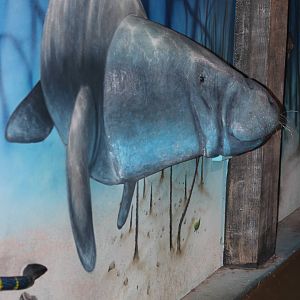 Dugong model