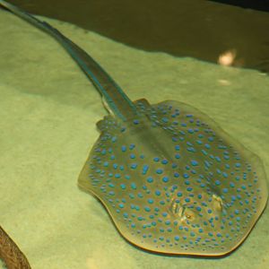 Blue-spotted ribbontail ray