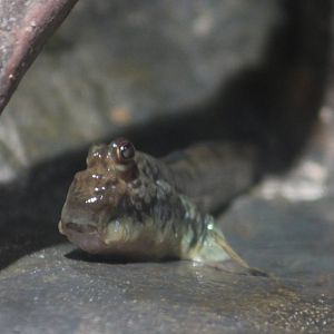 Atlantic mudskipper