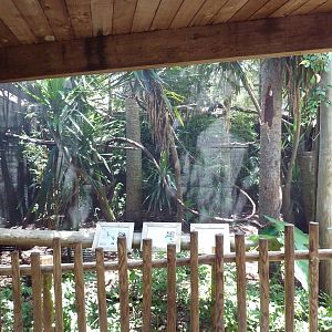 Cotton-Top Tamarin/Toco Toucan/Green Acouchi Exhibit