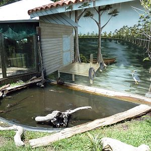 Juvenile American Alligator/Red-Eared Slider Exhibit
