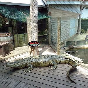Alligator Statue