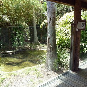 Dwarf Caiman Exhibit