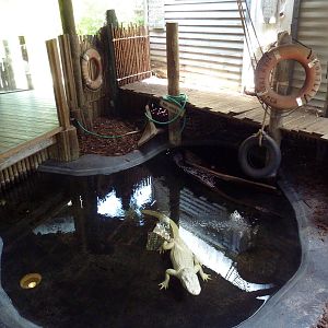 Albino Alligator Exhibit