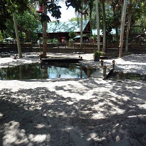 American Alligator Exhibit (41 Gators)
