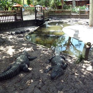 American Alligator Exhibit (41 Gators)