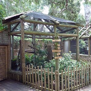 Curl-Crested Aracari Exhibit