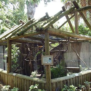 Goeldi's Monkey Exhibit
