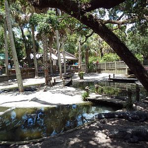 American Alligator Exhibit (41 Gators)