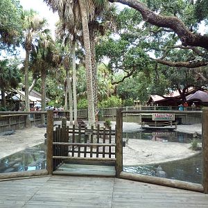 American Alligator Exhibit (41 Gators)