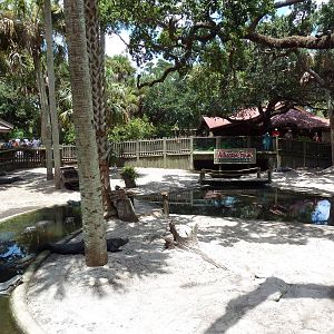 American Alligator Exhibit (41 Gators)