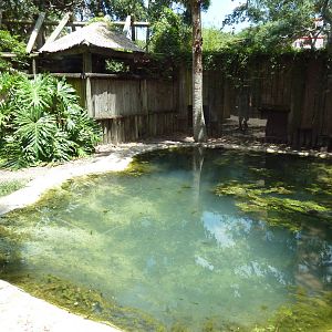 American Crocodile/Red-Footed Tortoise Exhibit
