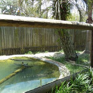 Yacare Caiman Exhibit